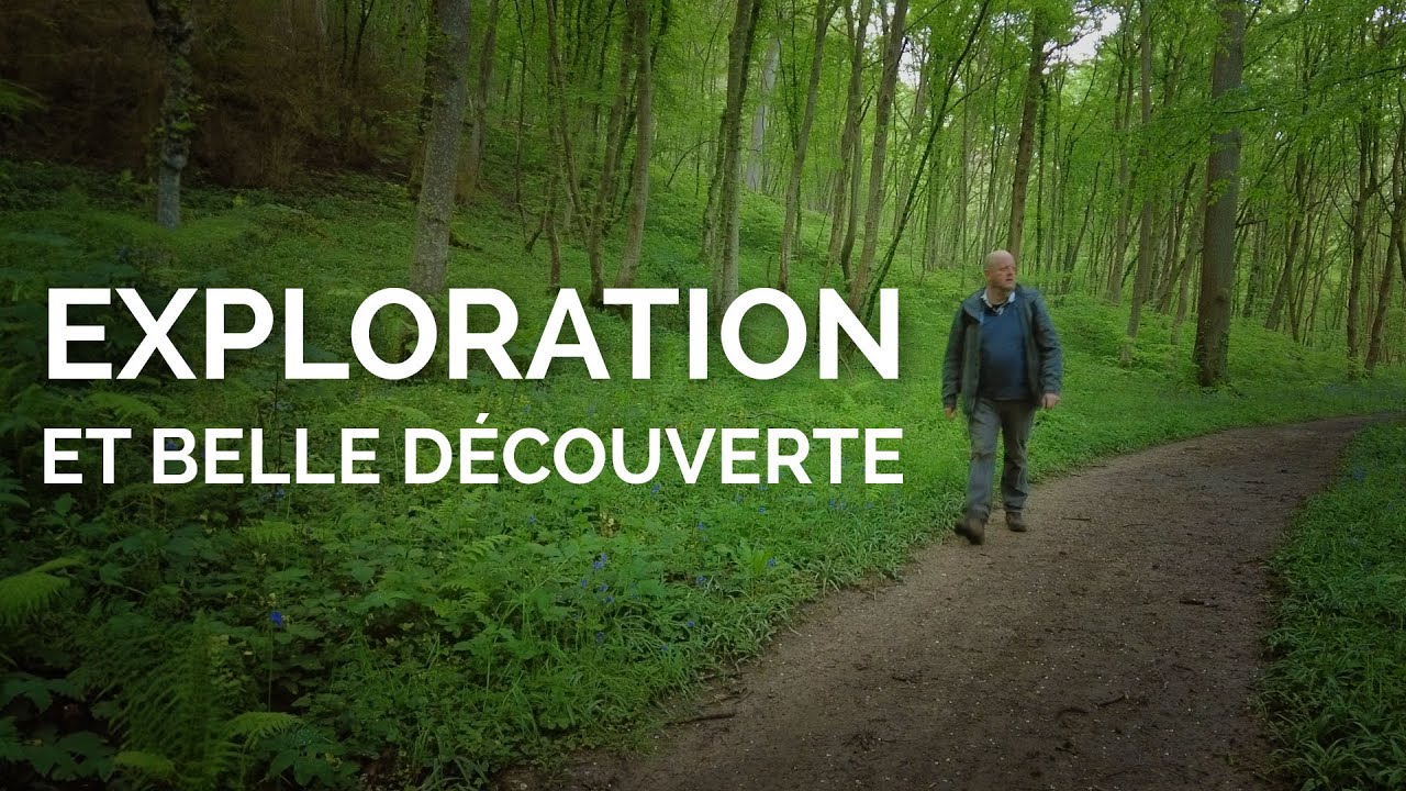 Photo de forêt : exploration et belle découverte